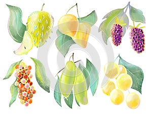 set of illustrations colored elements for packaging and logo design natural style different berries and fruits watercolor delicate