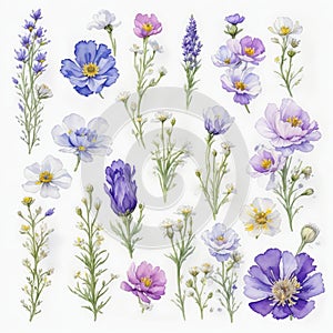set of illustrations with different many blue and purple and white anemonas flowers photo