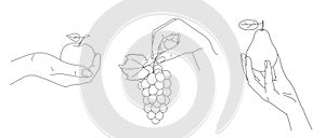 Set of illustrations of the hands gently holding fresh fruits like grape vine apple and pear, simple line realistic graphic sketch