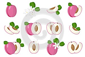 Set of illustrations with Icaco exotic fruits, flowers and leaves isolated on a white background