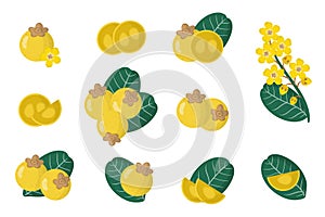 Set of illustrations with Nance exotic fruits, flowers and leaves isolated on a white background