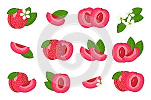 Set of illustrations with Pluot exotic fruits, flowers and leaves isolated on a white background