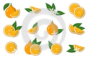 Set of illustrations with tangelo exotic citrus fruits, flowers and leaves isolated on a white background