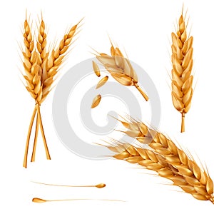 Set of illustrations of wheat spikelets, grains, sheaves of wheat isolated on white background.
