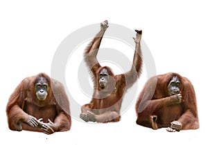 Set of image orangutan photo