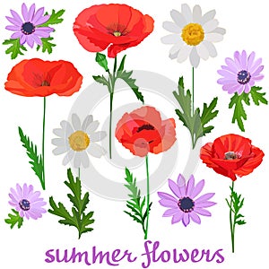 Set of images of bright poppies and multi-colored daisies isolated on a white background with the inscription summer flowers