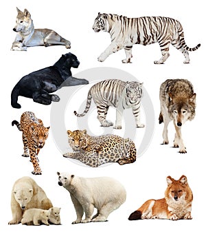 Set of images of carnivores