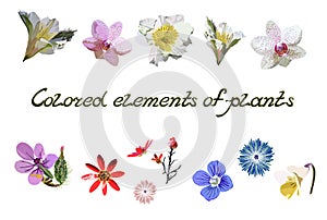 Set of images of colored elements of plants on a white background. Vector with isolated botanical fragments lily, orchid