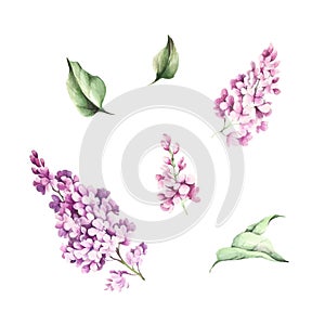 The set of images of flowers and leaves of lilac. Watercolor illustration.