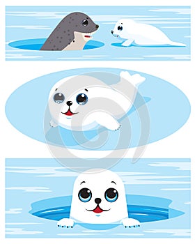 Set of images of harp seal pups