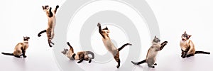 A set of images of playful cat that plays, jumps, grabs, sways on the floor
