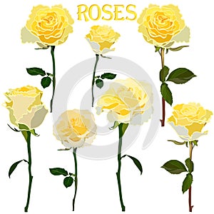 Set of images of yellow roses on a stem isolated on a white background