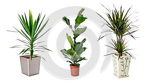 Set of indoor plants photo