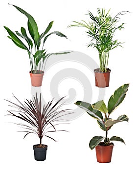 Set of indoor plants