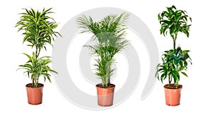 Set of indoor plants photo