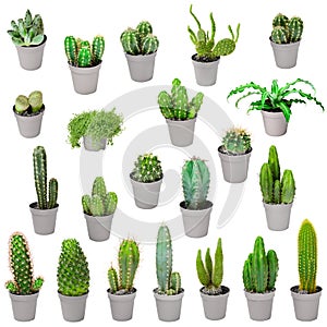 Set of indoor plants in pots - cactuses isolated on white