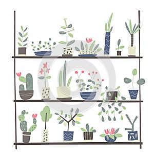 Set of indoor plants in pots on the shelves. Vector illustration on white background.