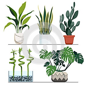 Set of indoor plants in pots. Vector hand drawn illustration. Modern and elegant home decor