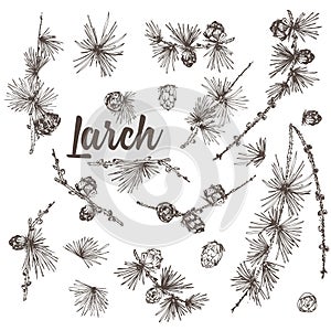 Set ink hand drawn sketch of larch branches with pinecones isolated on white background Good idea for vintage Merry