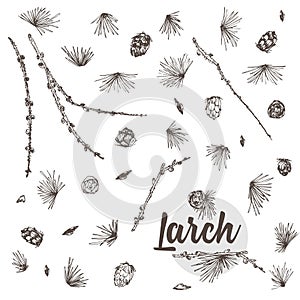 Set ink hand drawn sketch of larch branches with pinecones isolated on white background Good idea for vintage Merry