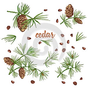 Set ink sketch of color cedar branches with pinecones isolated on white background