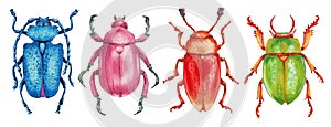 Set of insect beetles. Animal beetles are blue, pink, orange, green. Glossy surface. Entomology, the study of insects