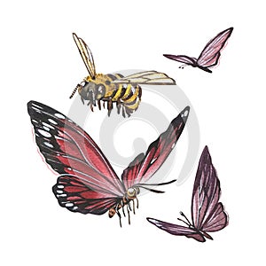 Set insect butterfly with wings, bee isolated on white background. Watercolor hand draw realistic llustration for design