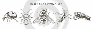 Set of insect, ladybug, fly, bee elements drawn by old style hand drawn. vintage vector illustration. Isolated  image hand draw