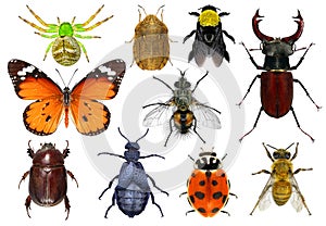 Set of insects