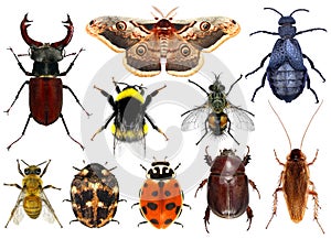 Set of insects