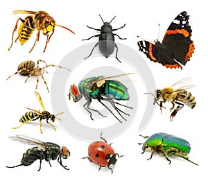 Set of insects