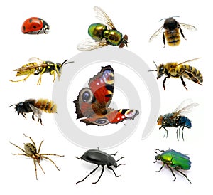 Set of insects