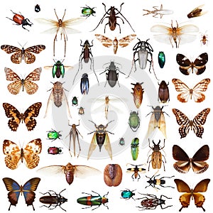 Set of insects