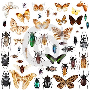 Set of insects