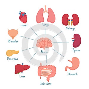 Set of Internal Human Organs