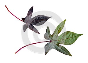 Set of ipomoea green and purple leaves