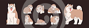 Set of isolated Alaskan Malamutes. Cute and funny Chinese dogs and puppies. Happy doggies sitting, standing, running and