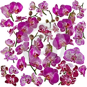 Set of isolated beautiful pink and violet orchids on white