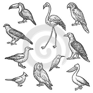 Set of isolated bird wildlife sketches. Animal