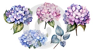 set of isolated blue and pink hydrangea flowers, watercolor drawing