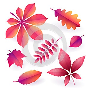 Set of isolated bright pink autumn fallen leaves. Elements of fall foliage. Vector