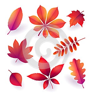 Set of isolated bright red autumn fallen leaves. Elements of fall foliage. Vector