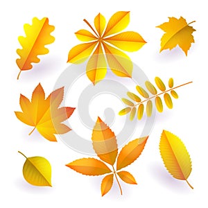 Set of isolated bright yellow autumn fallen leaves. Elements of fall foliage. Vector