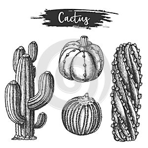 Set of isolated cactus or cacti sketch.