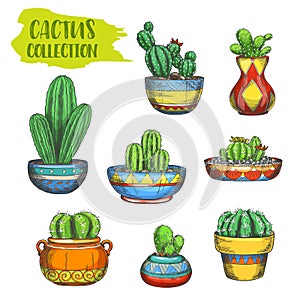 Set of isolated cactus in pot, cactaceae in plate photo