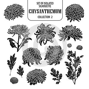 Set of isolated chrysanthemum collection 2. Cute flower illustration in hand drawn style. Silhouette on white background. photo