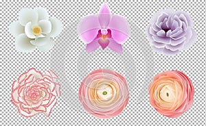 Set isolated colorful  flowers white magnolia, pink orchid, violet peony, carnation and peachy ranunculus