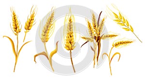 Set of isolated ear spica or wheat spikes photo