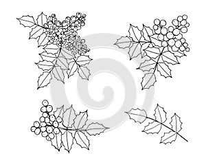 Set of isolated elements of the branch of Mahonia, oregon-grape with flowers, berries, leaves.