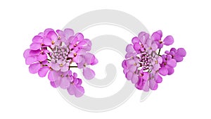 Set of isolated elements for floral design. purple beautiful flowers of iberia on white background photo